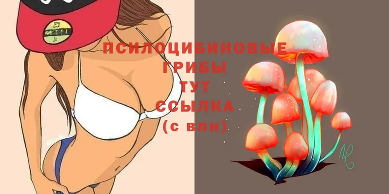 Галлюциногенные грибы Psilocybe  где можно купить наркотик  дарк нет как зайти  Александровск-Сахалинский 